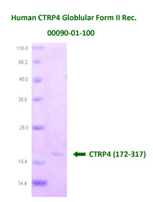 human ctrp4 recombinant