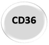 CD36