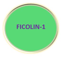 Ficolin-1