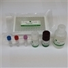 High Sensitivity Pentraxin 3 (PTX3) (Human) ELISA Kit