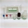 Fibroblast Growth Factor 18 (FGF18)  (Mouse) ELISA Kit