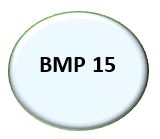 BMP 15