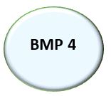 BMP 4