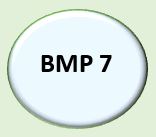 BMP 7