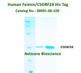 Feimin Protein Antibody