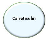 Calreticulin