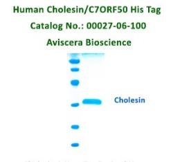 Human Mouse Cholesin Proteins