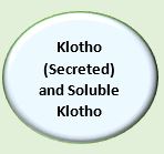 Klotho (Secreted) and Soluble Klotho