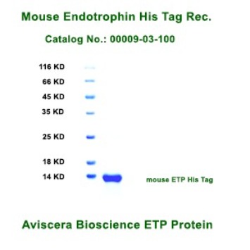 Mouse ETP