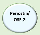 Periostin/OSF-2