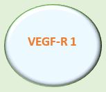 VEGF-R 1