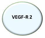 VEGF-R 2