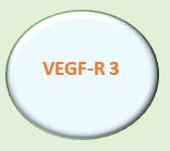 VEGF-R 3